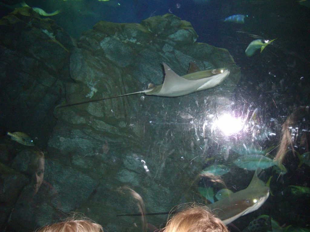 Ripley's Aquarium, Toronto, fish, aquarium, animal rights