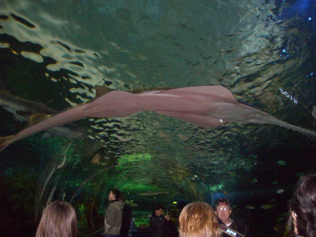 Ripley's Aquarium, Toronto, fish, animal rights