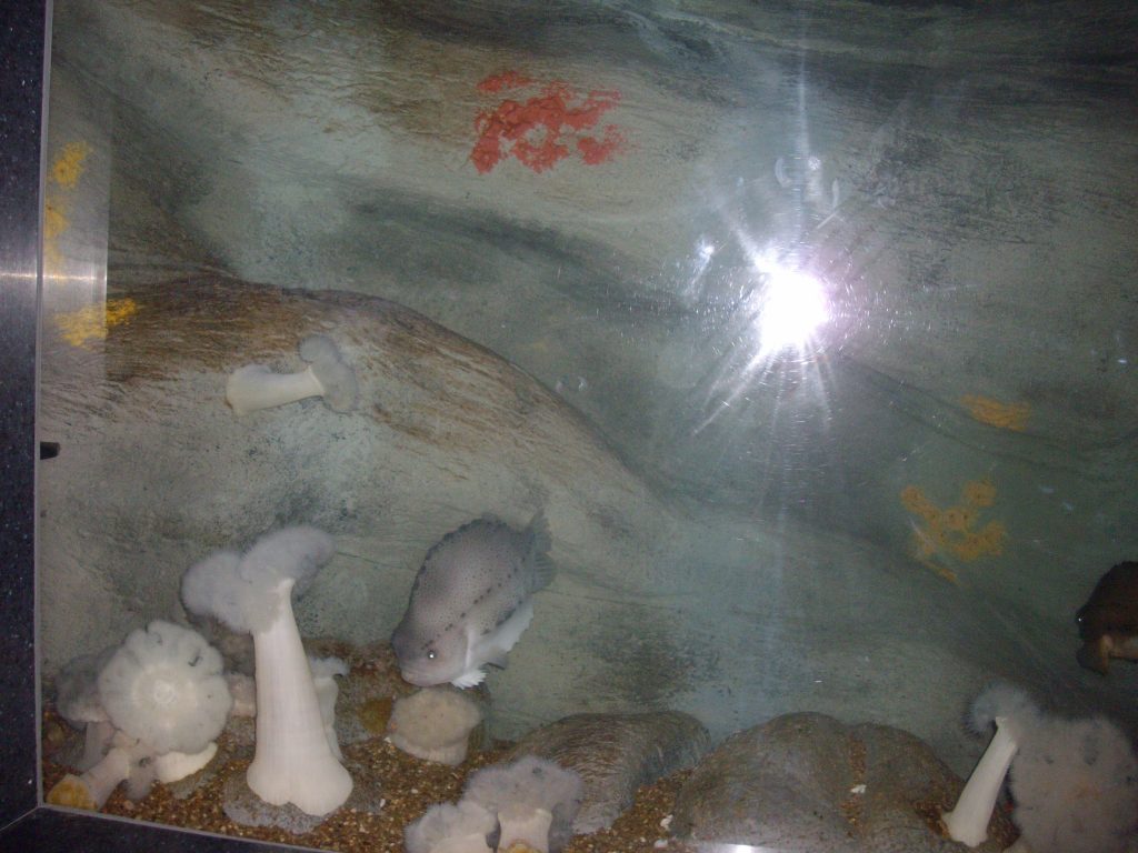 Ripley's Aquarium, Toronto, fish, aquarium, animal rights