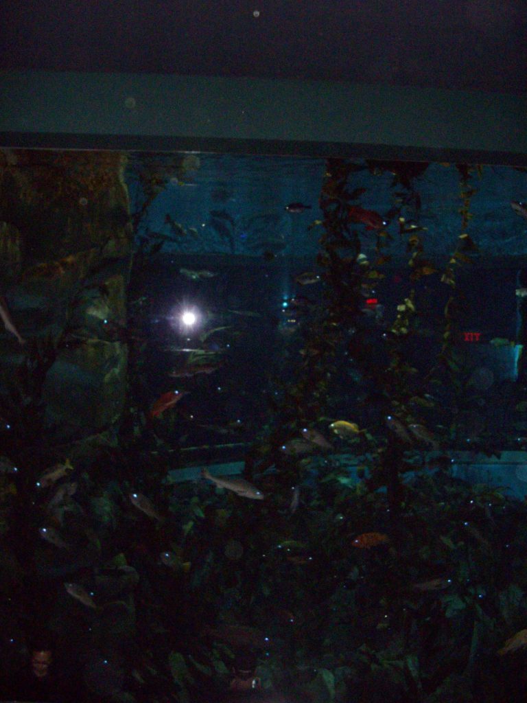 Ripley's Aquarium, Toronto, fish, aquarium, animal rights