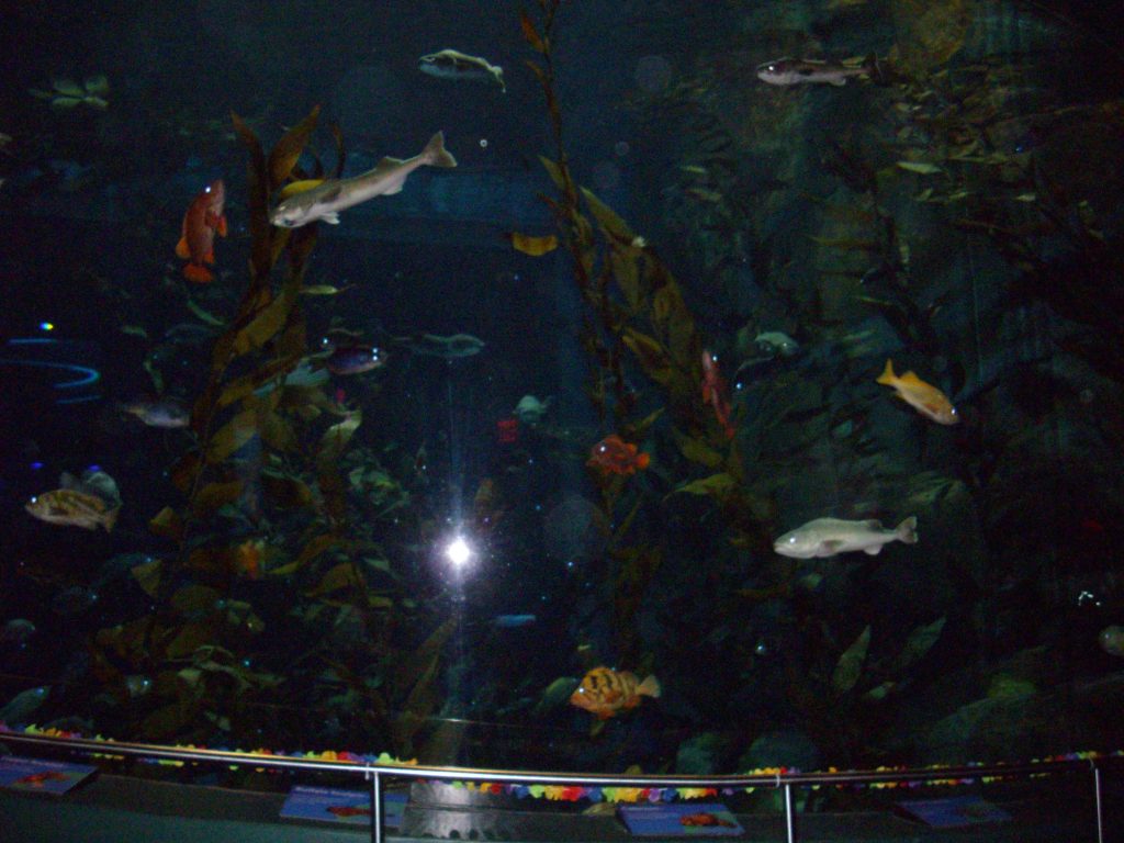 Ripley's Aquarium, Toronto, fish, aquarium, animal rights