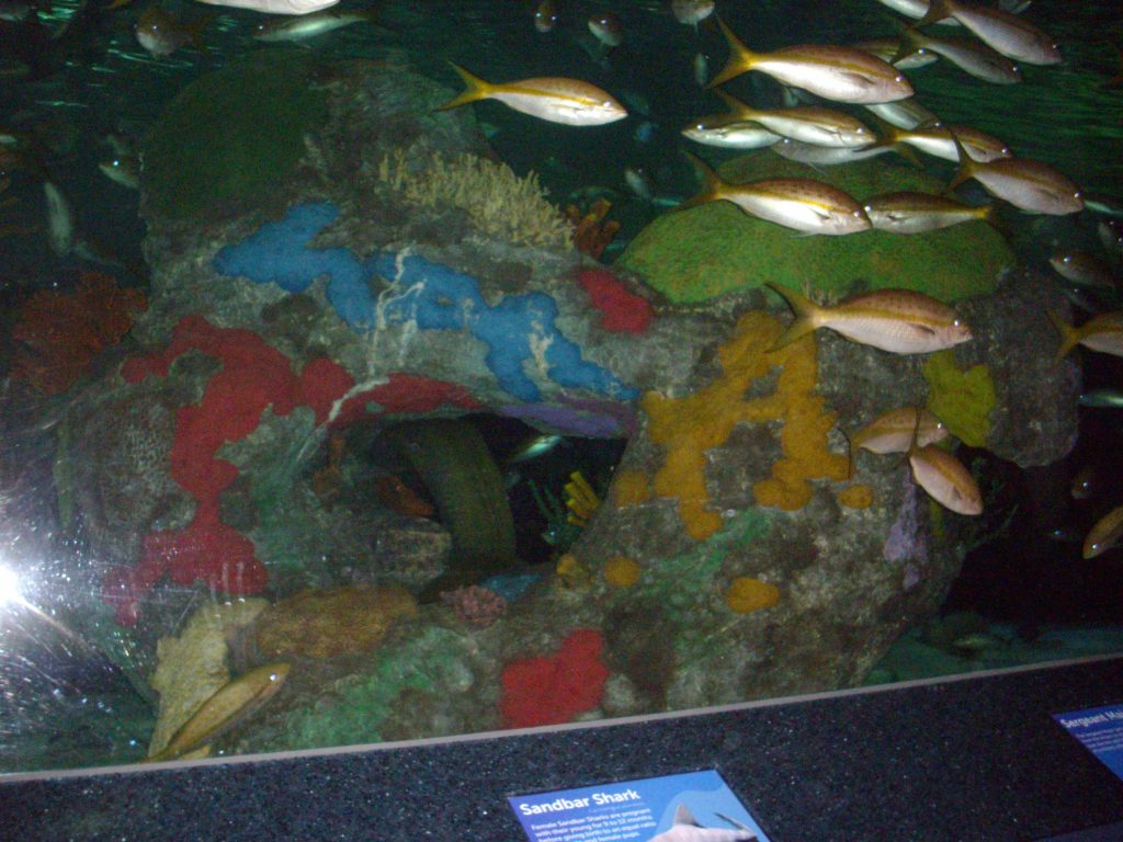 Ripley's Aquarium, Toronto, fish, aquarium, animal rights