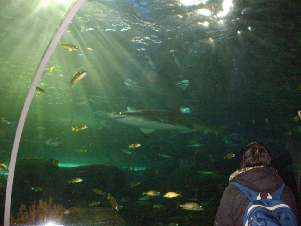 Ripley's Aquarium, Toronto, fish, aquarium, animal rights