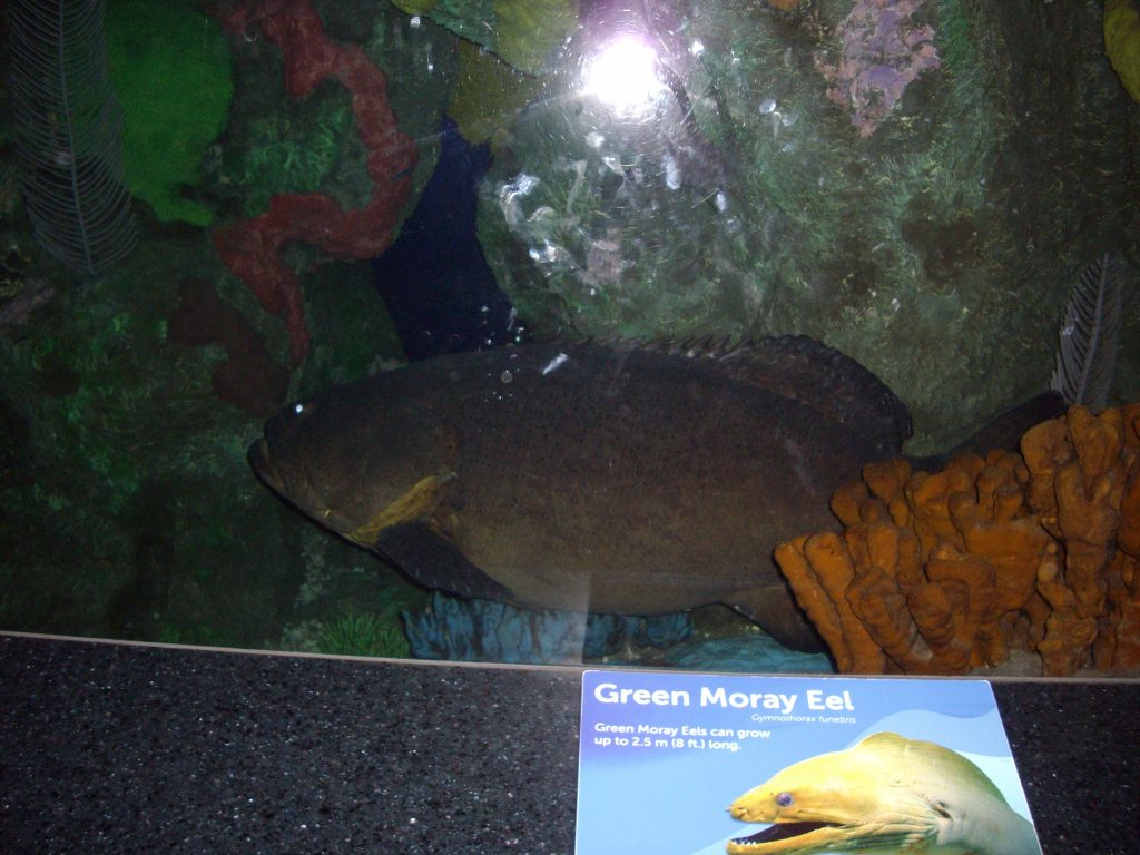 Ripley's Aquarium, Toronto, fish, aquarium, animal rights