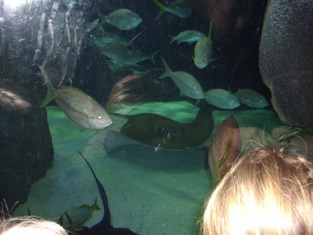 Ripley's Aquarium, Toronto, fish, aquarium, animal rights