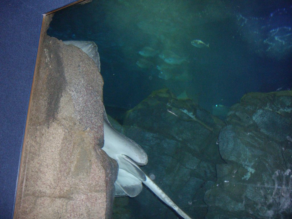 Ripley's Aquarium, Toronto, fish, animal rights