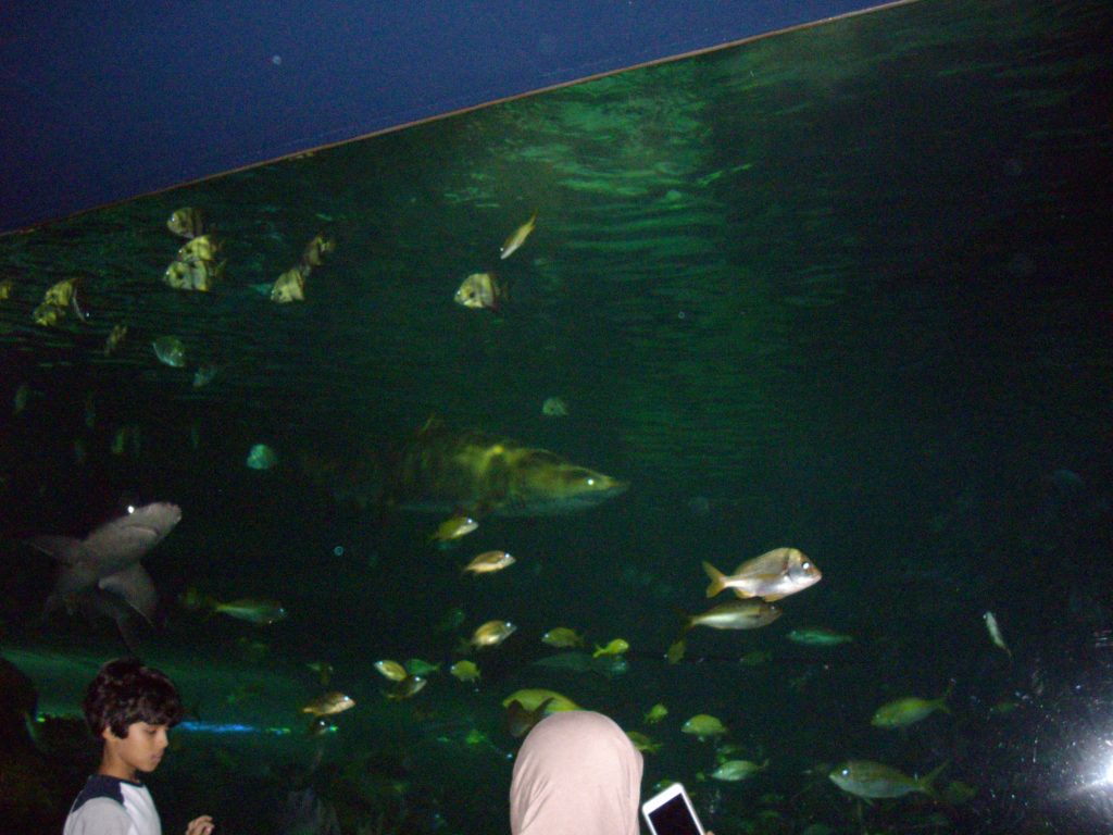 Ripley's Aquarium, Toronto, fish, animal rights