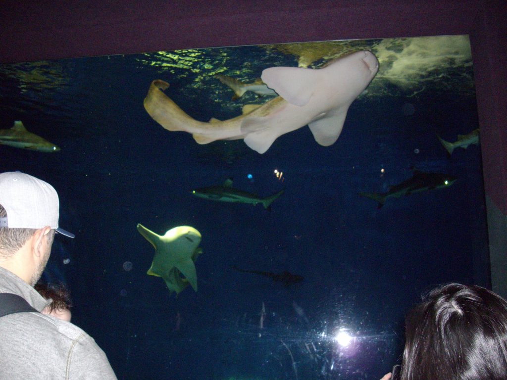 Ripley's Aquarium, Toronto, fish, animal rights