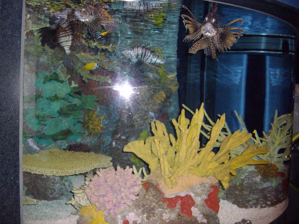 Ripley's Aquarium, Toronto, fish, animal rights