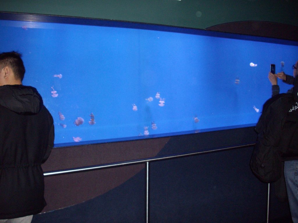 Ripley's Aquarium, Toronto, fish, animal rights